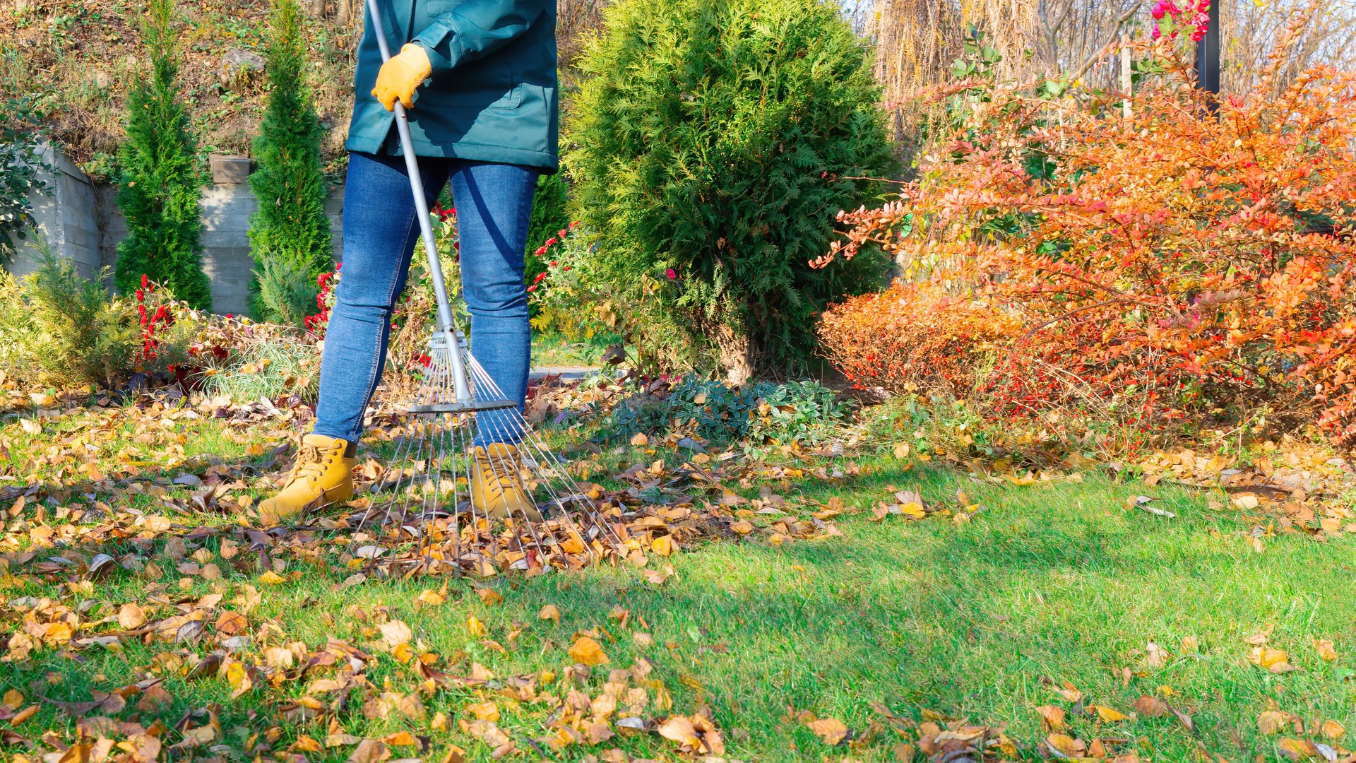 A woman gardener rakes fallen leaves in her garden against the backdrop of a beautiful landscape design. Using a fan rake to remove leaves from the lawn. Seasonal work in the garden on a sunny day.