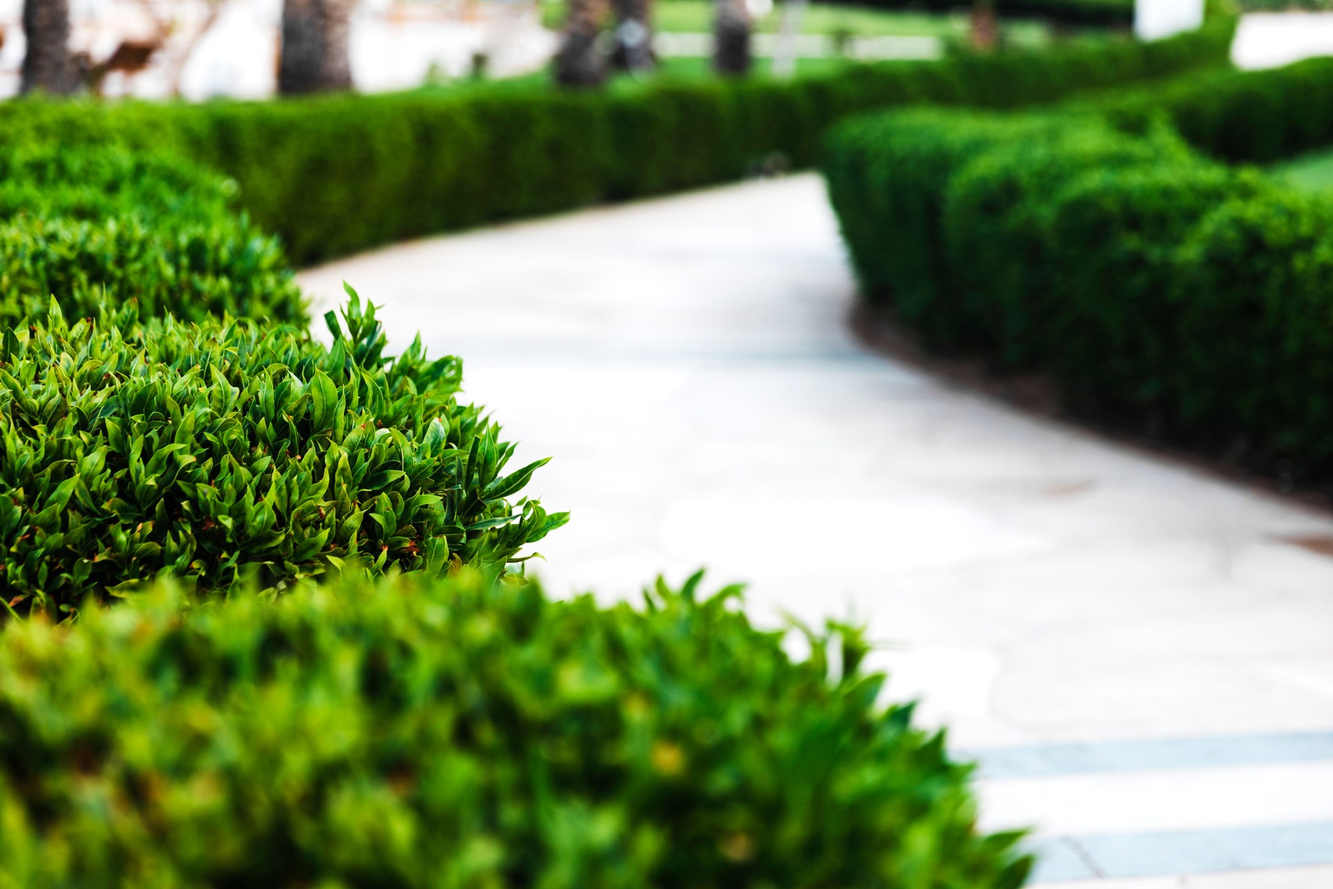 Landscaping on territory of hotel using a green lawn and various plants